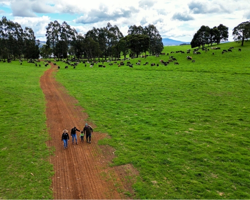 On farm in Ringarooma